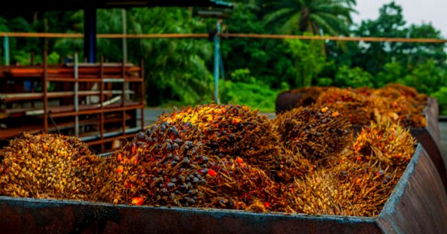 palm oil production and processing business plan in nigeria